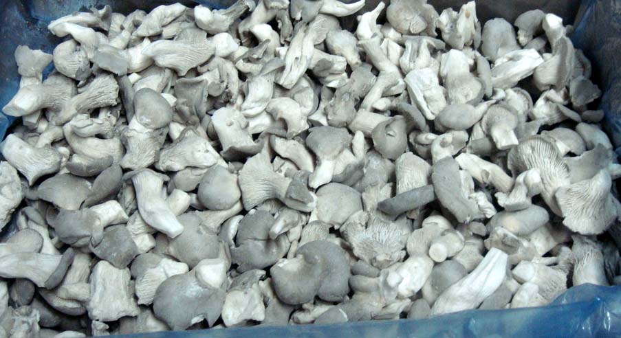 IQF MUSHROOM