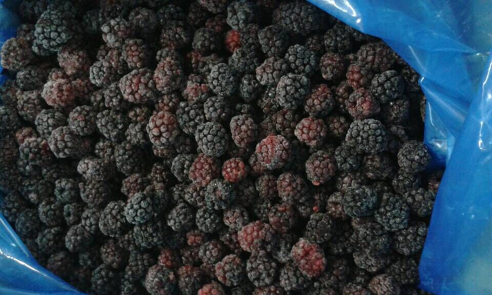 速凍黑莓